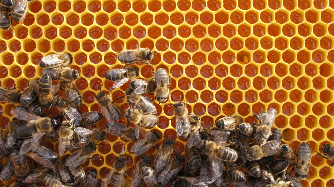 detail of honey in the cells of the honeycomb