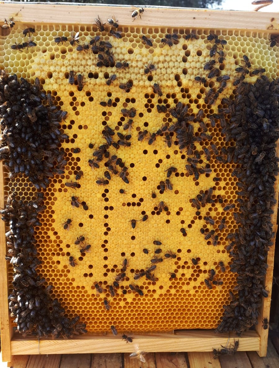 cadre LANGSTROTH avec nid d'adeilles-BREAT