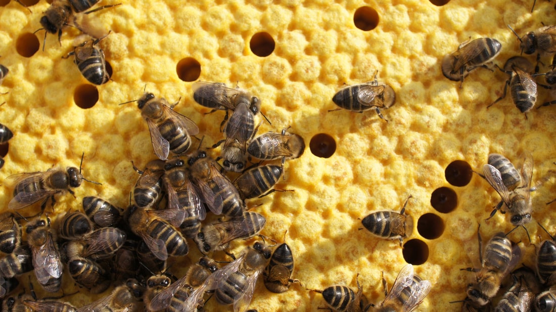 détail de couvain d'abeille