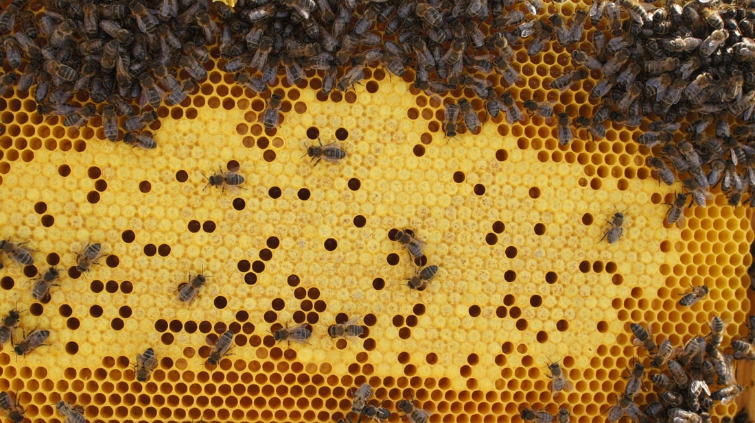 couvain d'abeille