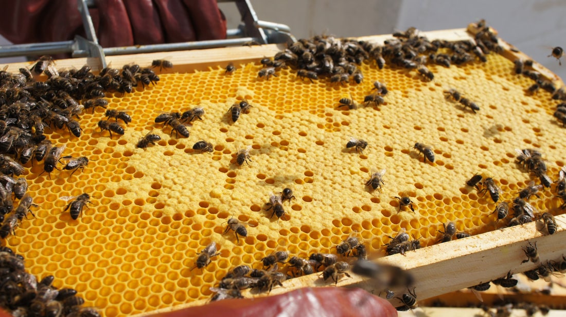 Panal de abejas con cría