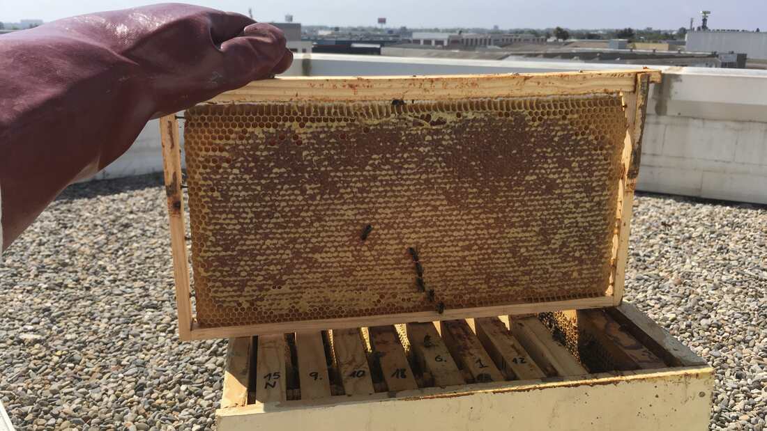 nid d'abeille avec du miel